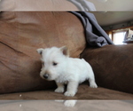 Small #9 Scottish Terrier