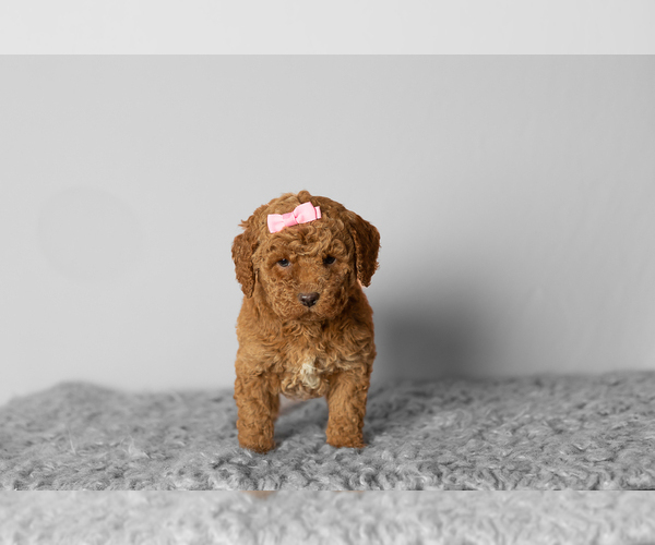 Medium Photo #2 Poodle (Miniature) Puppy For Sale in SHIPSHEWANA, IN, USA