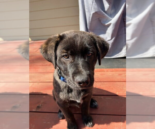Medium Photo #2 Great Pyrenees-Unknown Mix Puppy For Sale in Brooklyn Center, MN, USA