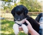 Small Photo #3 Miniature Australian Shepherd Puppy For Sale in NEOSHO, MO, USA