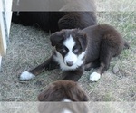 Small Photo #12 Miniature American Shepherd Puppy For Sale in PASCO, WA, USA