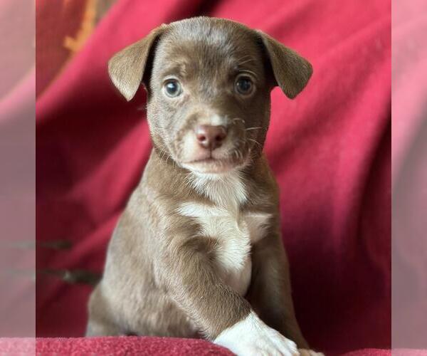 Medium Photo #4 Jack Russell Terrier-Unknown Mix Puppy For Sale in San Diego, CA, USA