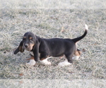 Small #7 Basset Hound