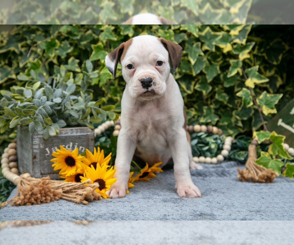 Medium Photo #3 Boxer Puppy For Sale in SHILOH, OH, USA