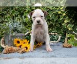 Small #2 Boxer