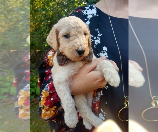 Medium Photo #28 Goldendoodle Puppy For Sale in ZEBULON, NC, USA