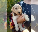 Small Photo #28 Goldendoodle Puppy For Sale in ZEBULON, NC, USA