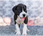 Small #5 Great Dane