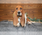 Puppy Vicky Basset Hound