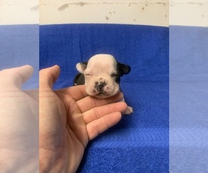 Boston Terrier Puppy for sale in PARKERS LAKE, KY, USA