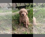 Small Photo #4 Goldendoodle Puppy For Sale in SPENCER, TN, USA