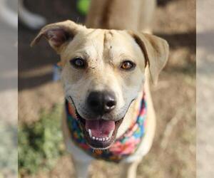 Labrador Retriever-Unknown Mix Dogs for adoption in San Antonio, TX, USA