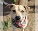 Small Labrador Retriever Mix