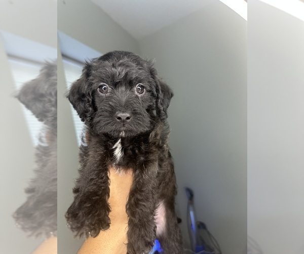 Medium Photo #1 Cock-A-Poo-Jack Russell Terrier Mix Puppy For Sale in EAST ORANGE, NJ, USA