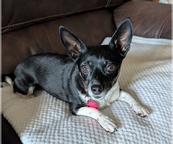 Medium Photo #2 Chihuahua-Unknown Mix Puppy For Sale in Bellevue, WA, USA