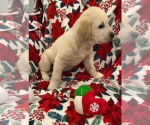 Golden Retriever Puppy for sale in SPENCER, TN, USA