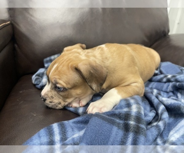 Medium Photo #124 American Bully Puppy For Sale in REESEVILLE, WI, USA