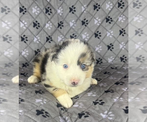 Medium Photo #48 Australian Shepherd Puppy For Sale in SALISBURY, NC, USA