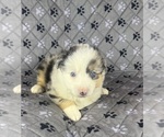 Small Photo #48 Australian Shepherd Puppy For Sale in SALISBURY, NC, USA