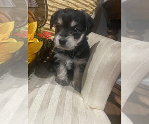 Poodle (Toy)-Yorkshire Terrier Mix Puppy for sale in MOUNT CLEMENS, MI, USA