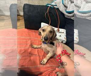 Dachshund-Unknown Mix Dogs for adoption in Shillington, PA, USA