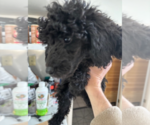 Small #2 Poodle (Miniature)