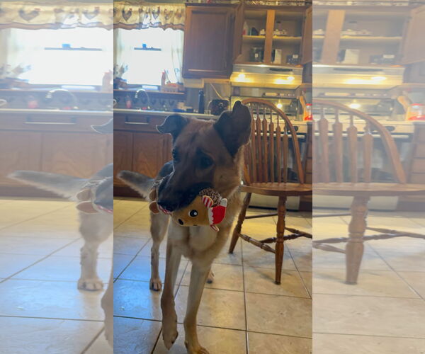 Medium Photo #7 German Shepherd Dog Puppy For Sale in Rustburg, VA, USA