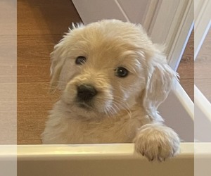 Goldendoodle Puppy for sale in BLOUNTVILLE, TN, USA