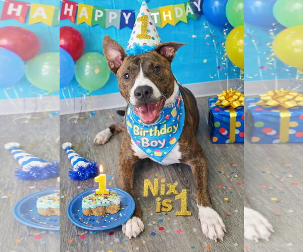 Medium Photo #14 American Pit Bull Terrier-Mountain Cur Mix Puppy For Sale in Oakhurst, NJ, USA