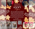 Small Photo #9 Labrador Retriever-Plott Hound Mix Puppy For Sale in Atlanta, GA, USA