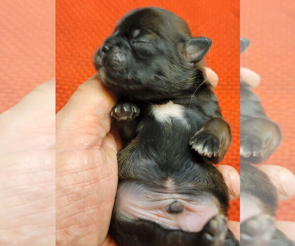 Medium Photo #3 Shih Tzu Puppy For Sale in FANNING SPGS, FL, USA