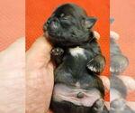 Small Photo #4 Shih Tzu Puppy For Sale in FANNING SPGS, FL, USA