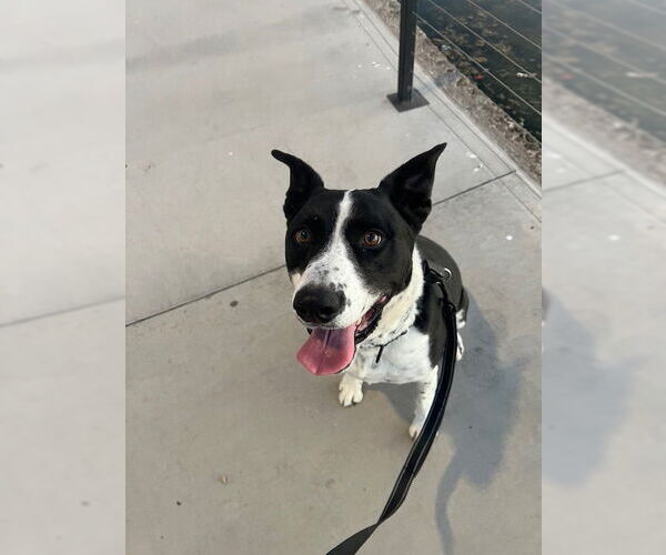 Medium Photo #5 Pointer-Unknown Mix Puppy For Sale in Chandler, AZ, USA