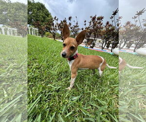 Mutt Dogs for adoption in Miami, FL, USA