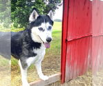 Small #1 Siberian Husky Mix
