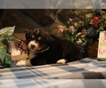 Small Photo #4 Australian Shepherd Puppy For Sale in WESTFIELD, MA, USA