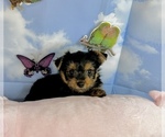 Image preview for Ad Listing. Nickname: Taz