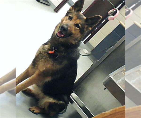 Medium Photo #1 German Shepherd Dog Puppy For Sale in Fayetteville, NC, USA