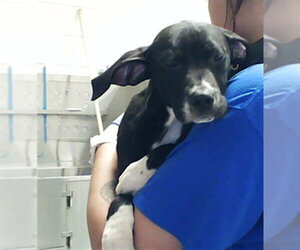 Labrador Retriever-Unknown Mix Dogs for adoption in Fayetteville, NC, USA