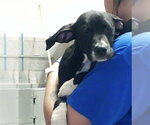 Small Labrador Retriever Mix