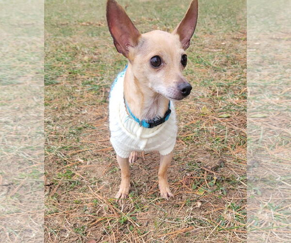 Medium Photo #18 Chihuahua Puppy For Sale in Oakhurst, NJ, USA