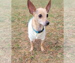 Small #17 Chihuahua