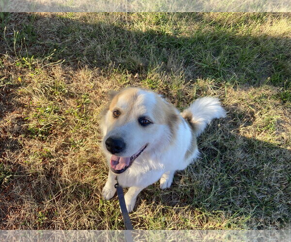Medium Photo #2 Great Pyrenees Puppy For Sale in Bend, OR, USA