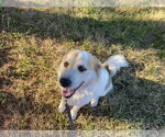 Small #1 Great Pyrenees