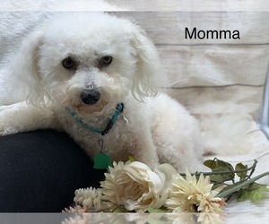Mother of the Bichon Frise puppies born on 04/25/2019