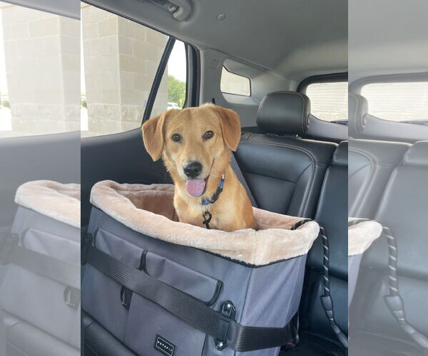 Medium Photo #2 Labrador Retriever-Pembroke Welsh Corgi Mix Puppy For Sale in Fort Worth, TX, USA