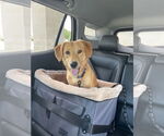 Small #1 Labrador Retriever-Pembroke Welsh Corgi Mix