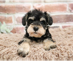 Small #3 Schnauzer (Miniature)