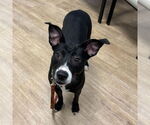 Small #6 Labrador Retriever Mix