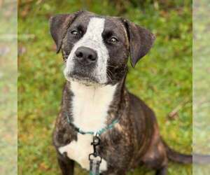 American Bulldog-Unknown Mix Dogs for adoption in Mt. Gilead, OH, USA